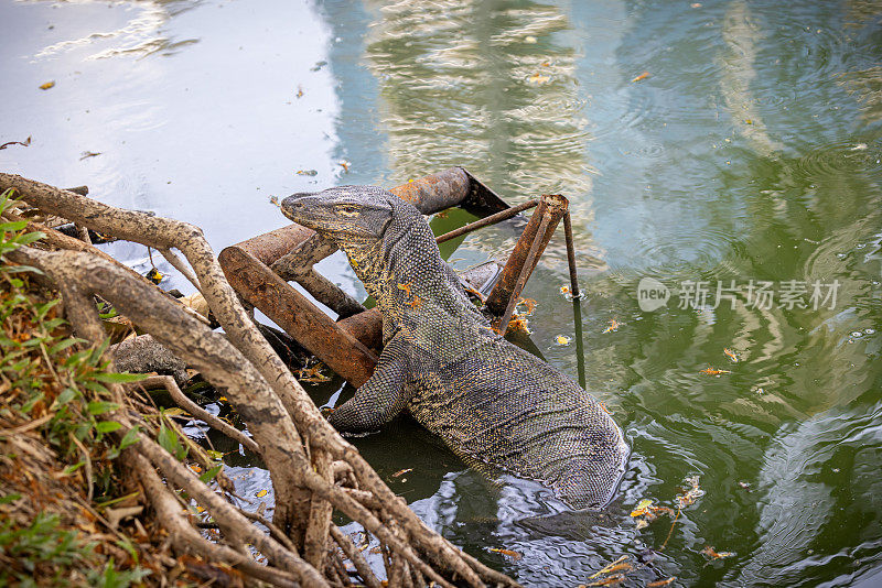 亚洲水监测器，Varanus salvator，在曼谷一个公园的一个湖前